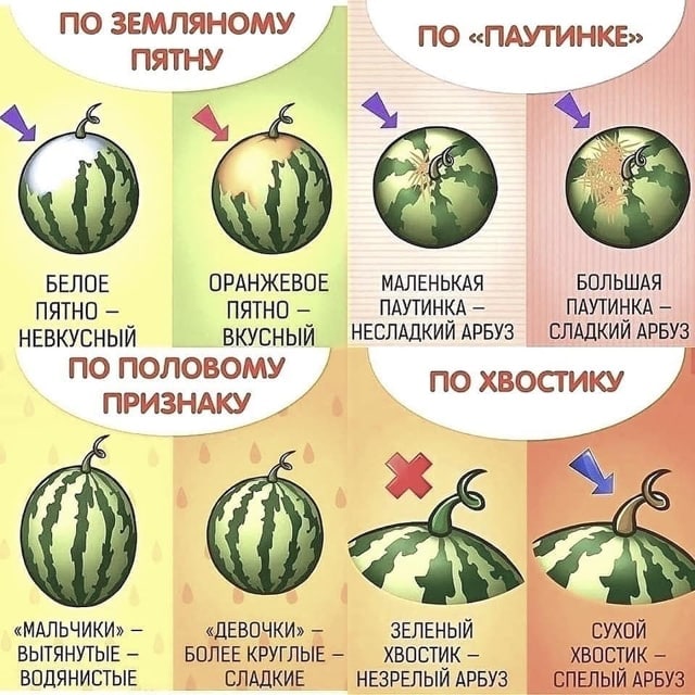 Як правильно вибрати кавун?